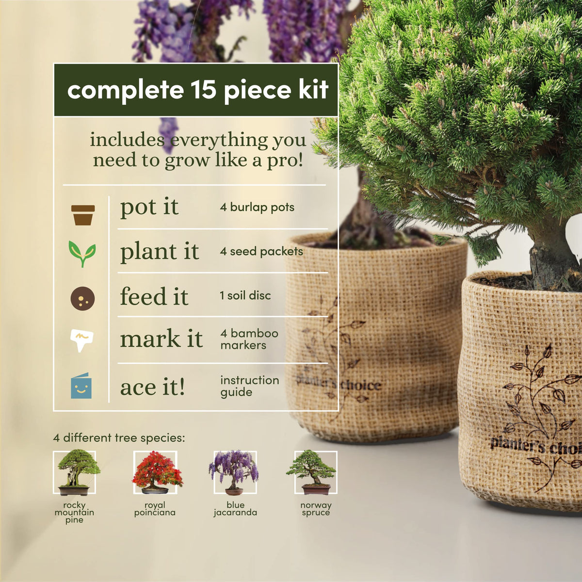 Planters' Choice Royal Poinciana seed packets ready for indoor growth