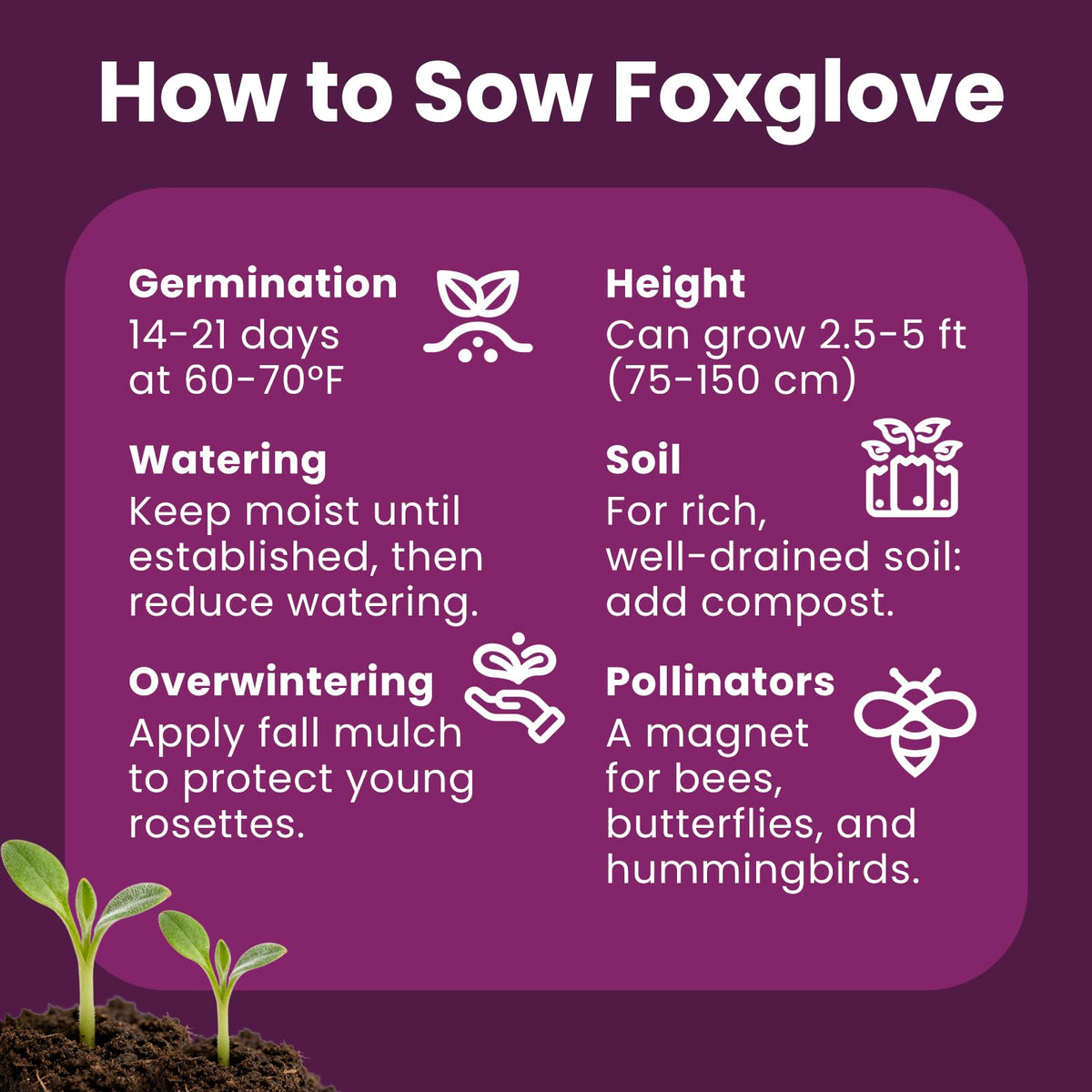 PLANTMEW 200000-seeds foxglove bulk pack for rapid border coverage.