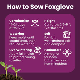 PLANTMEW 200000-seeds foxglove bulk pack for rapid border coverage.