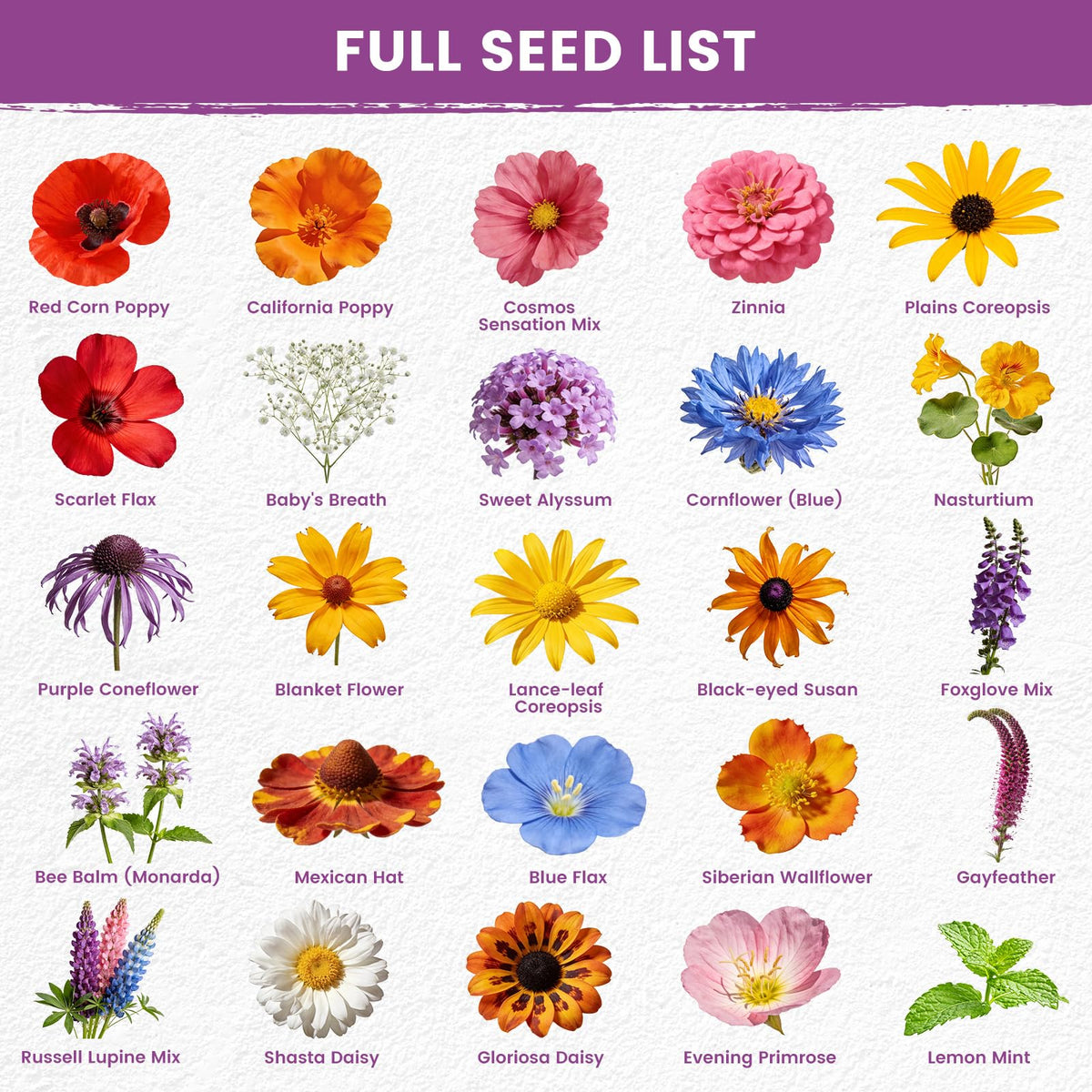 PLANTMEW 25-variety wildflower mix attracts pollinators with nectar-rich blooms.