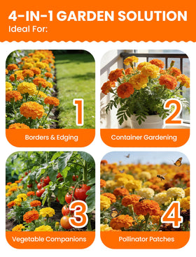PLANTMEW 45–50 day bloom highlights dramatic garden color.
