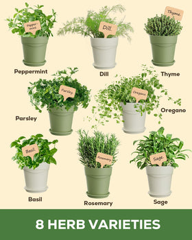 PLANTMEW 8 Herb Kit seeds ready for quick indoor growth.