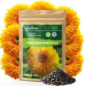 PLANTMEW 800-plus seeds with dense teddy-bear blooms for striking garden borders.