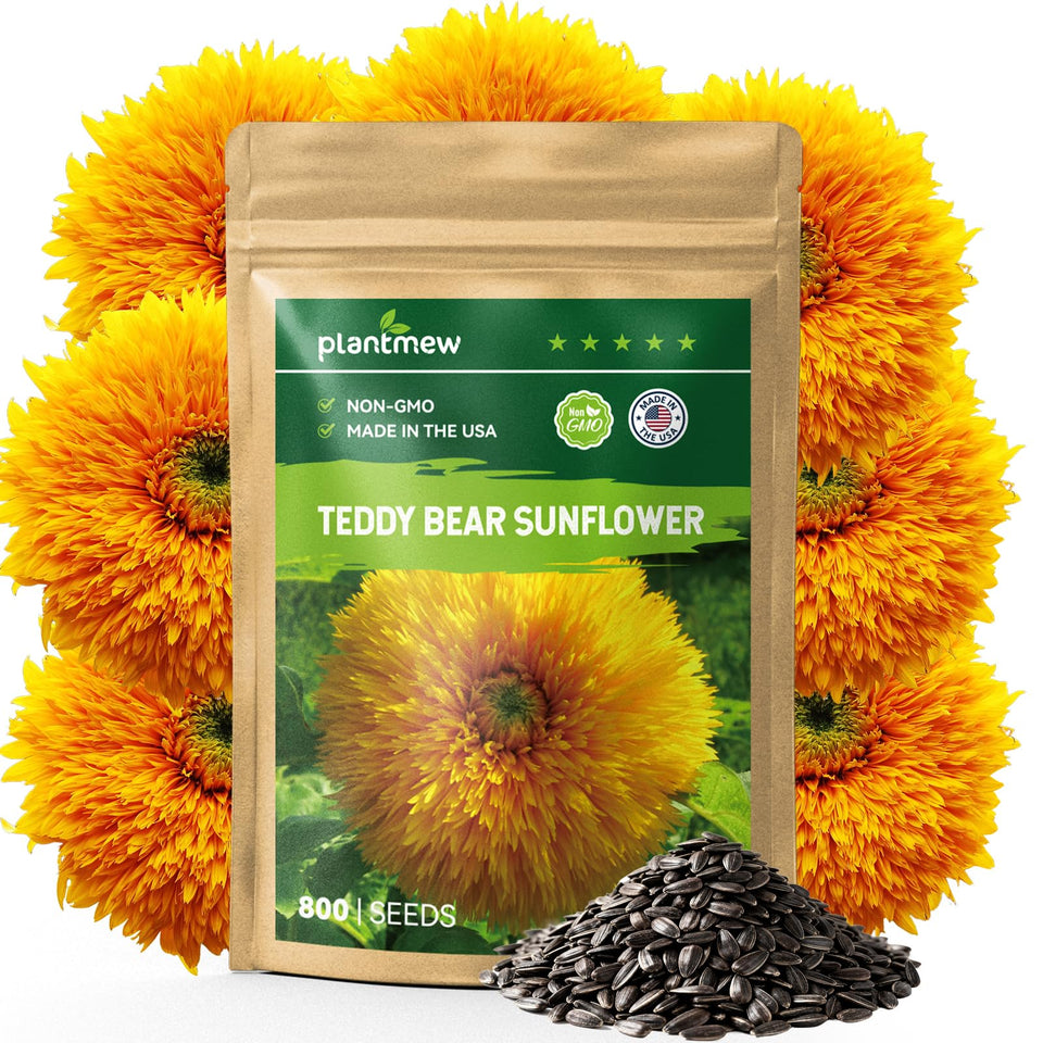 PLANTMEW 800-plus seeds with dense teddy-bear blooms for striking garden borders.