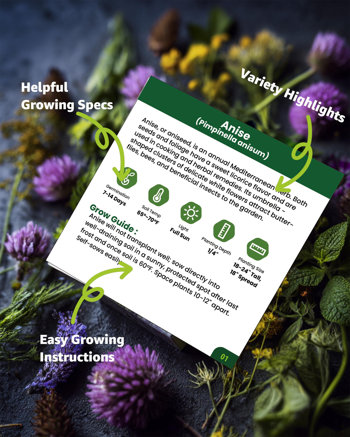 PLANTMEW anise seeds packet for easy sprouting and flavorful dishes