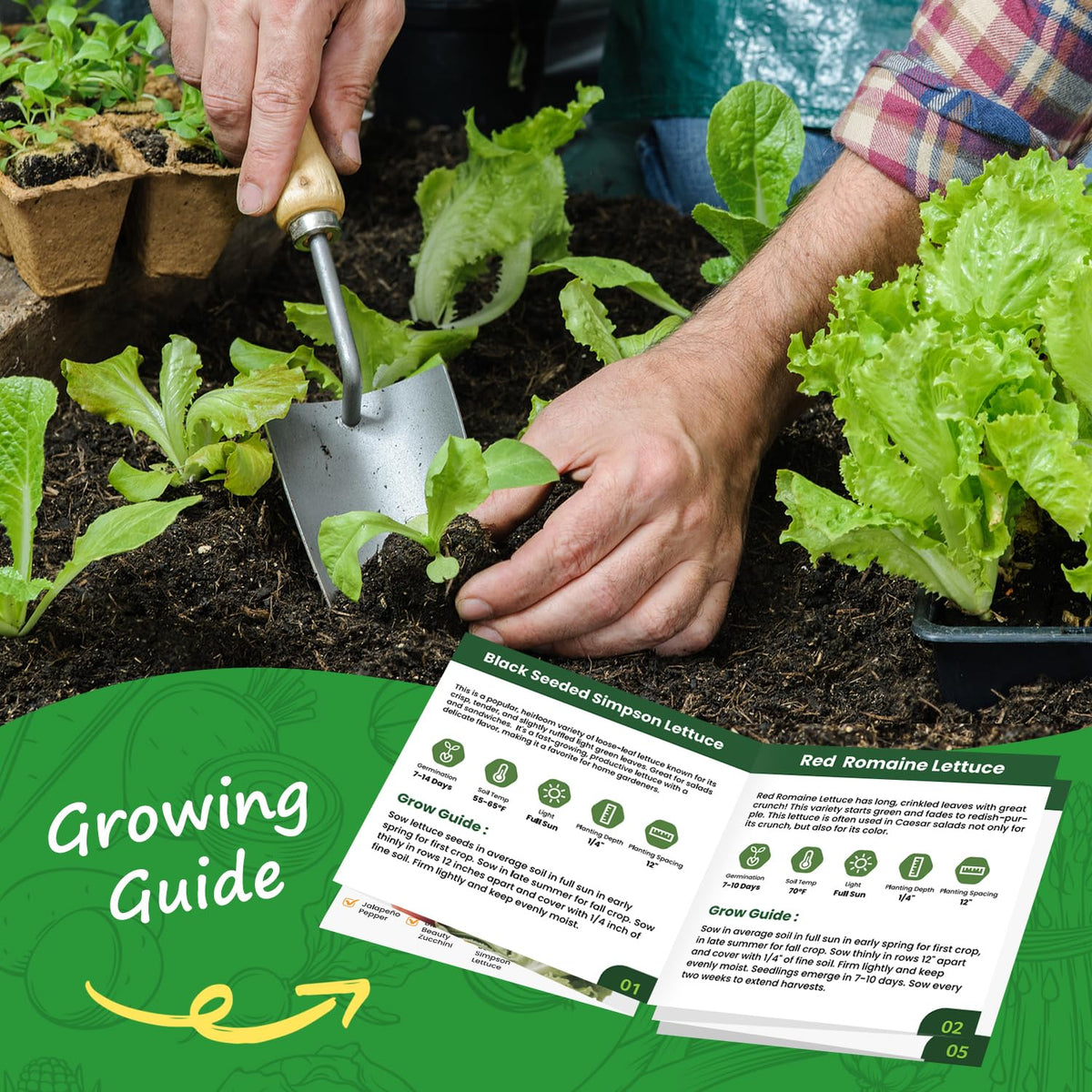 PLANTMEW arugula leaves with peppery flavor for sandwiches