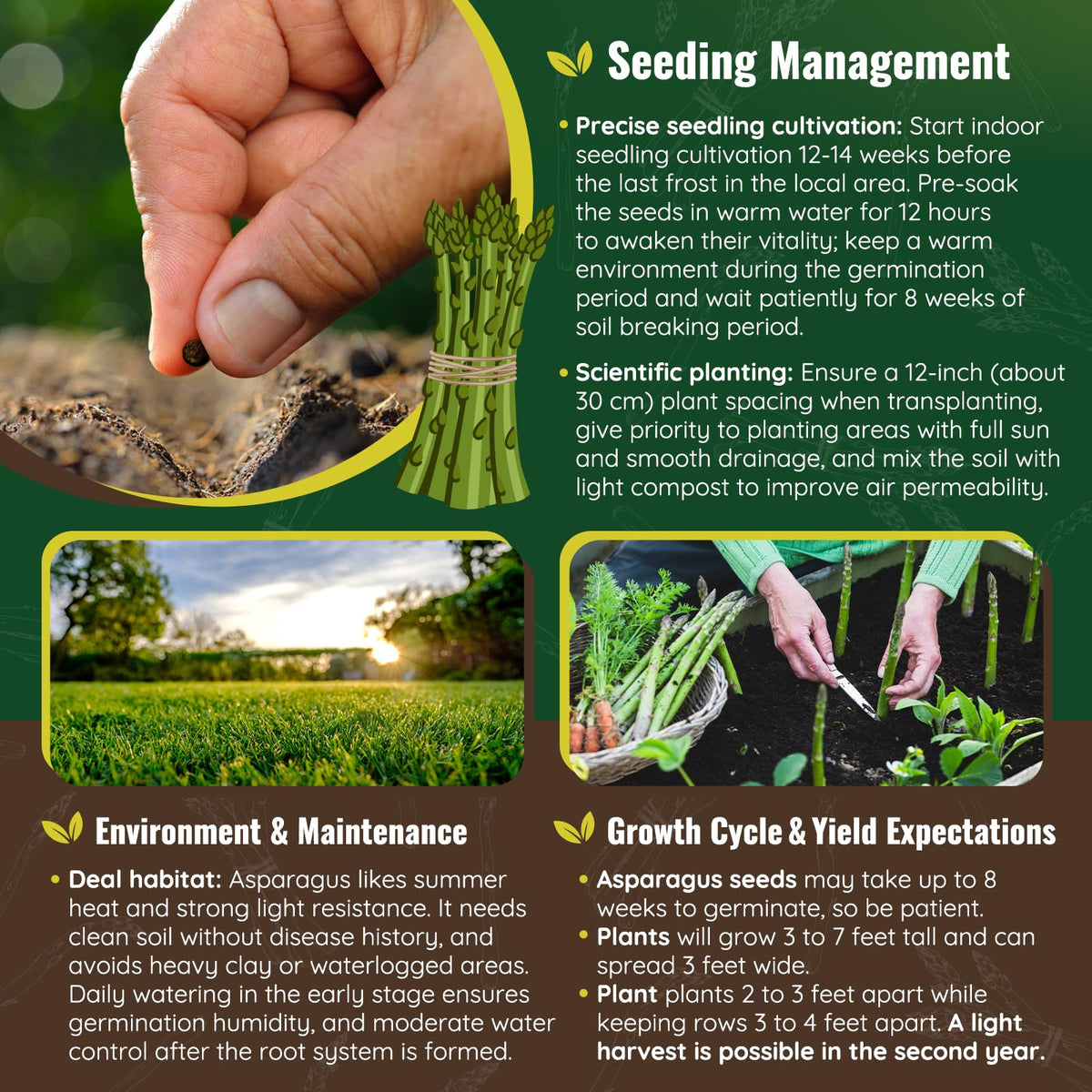 PLANTMEW asparagus bed displays lush foliage and a wide 30-inch spread for ongoing yields.