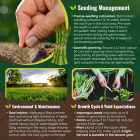 PLANTMEW asparagus bed displays lush foliage and a wide 30-inch spread for ongoing yields.