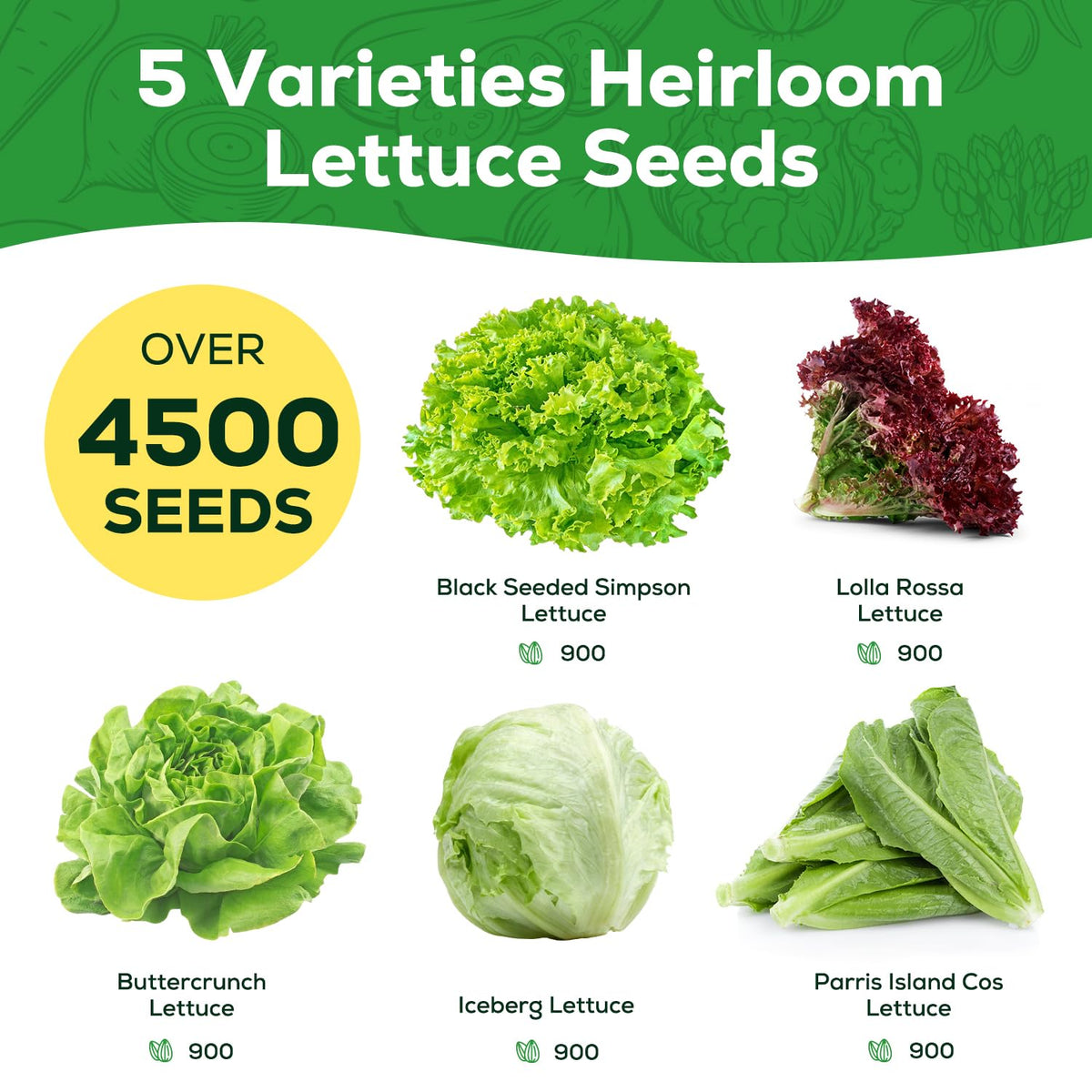 PLANTMEW Black Seeded Simpson lettuce seeds ideal for continuous harvest