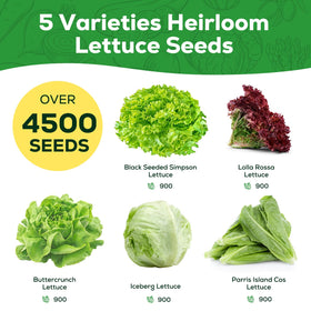 PLANTMEW Black Seeded Simpson lettuce seeds ideal for continuous harvest