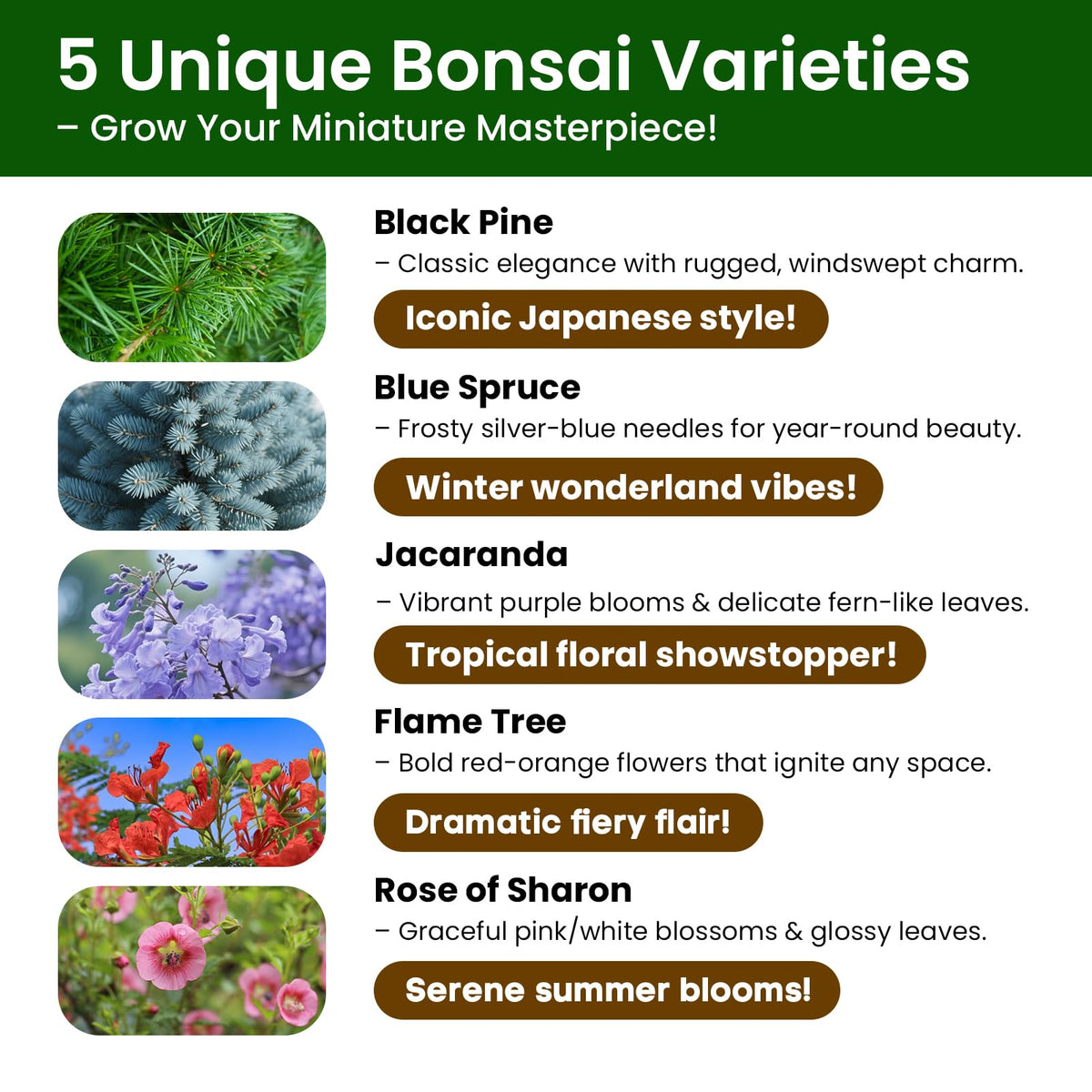 PLANTMEW Bonsai Kit ceramic planters and pruning tools for neat bonsai results.