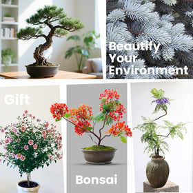 PLANTMEW Bonsai Kit flame tree hibiscus options brighten indoor spaces.