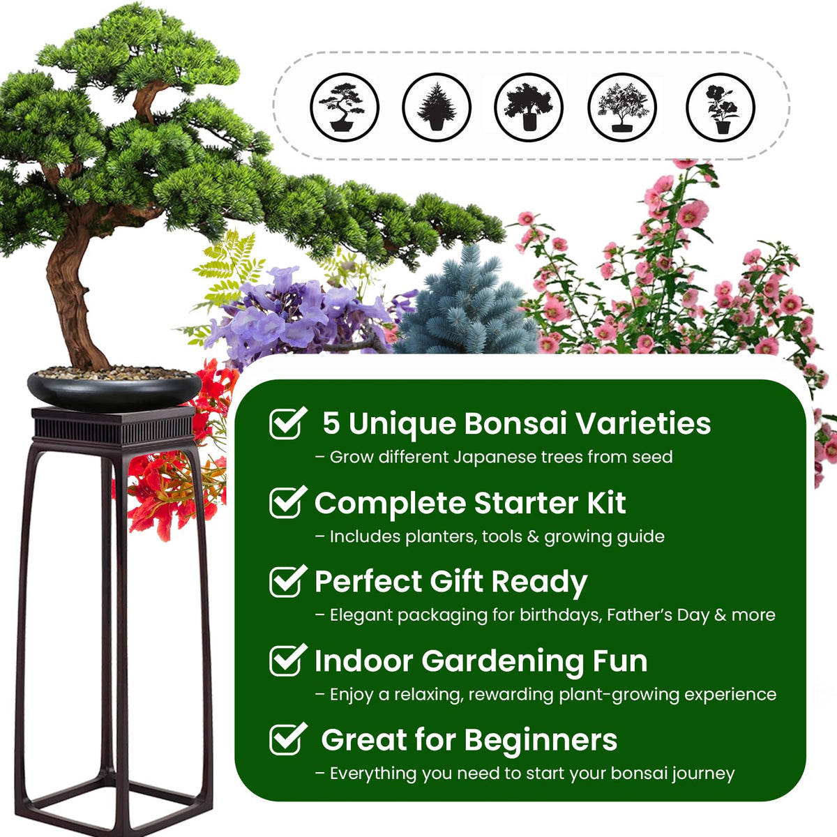 PLANTMEW Bonsai Kit Jacaranda and Black Pine varieties diversify indoor greenery.