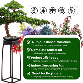 PLANTMEW Bonsai Kit Jacaranda and Black Pine varieties diversify indoor greenery.