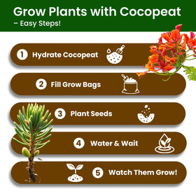 PLANTMEW Bonsai Kit premium seeds and soil for healthy starter growth.