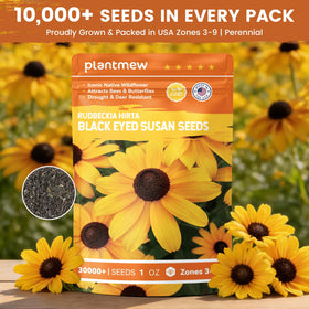 Border and container ideas with PLANTMEW seeds for vibrant spaces