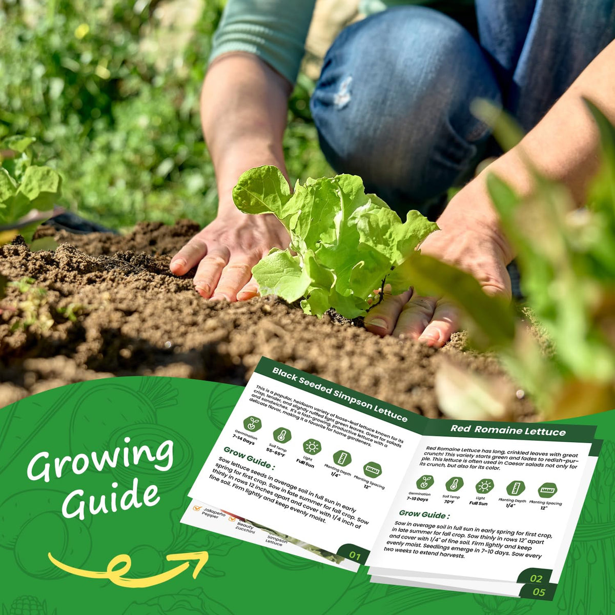PLANTMEW Buttercrunch lettuce seeds offer tender sweetness and crunch