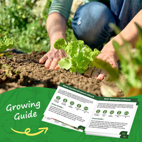 PLANTMEW Buttercrunch lettuce seeds offer tender sweetness and crunch