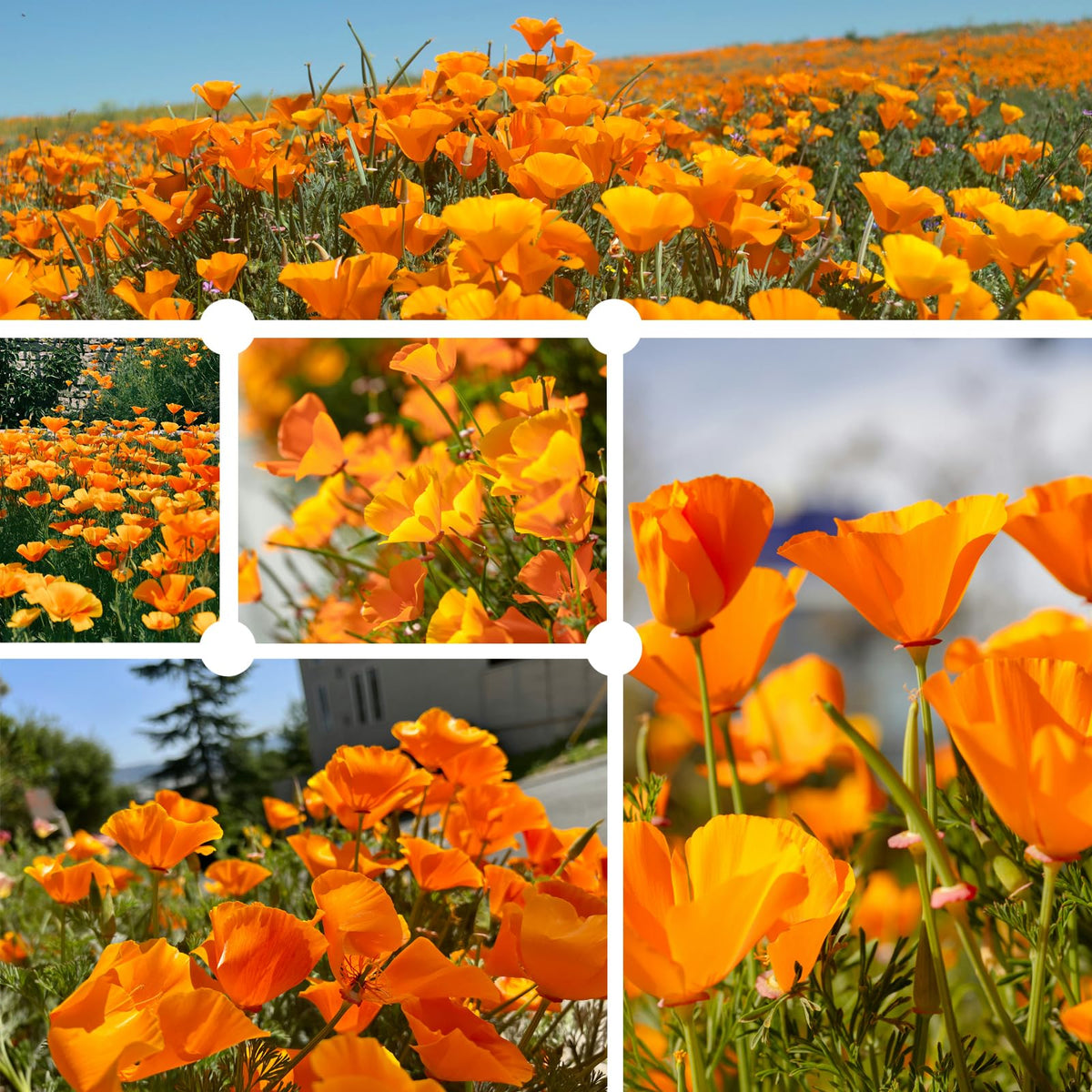 PLANTMEW California Poppy seeds close-up showing viable seeds for germination.