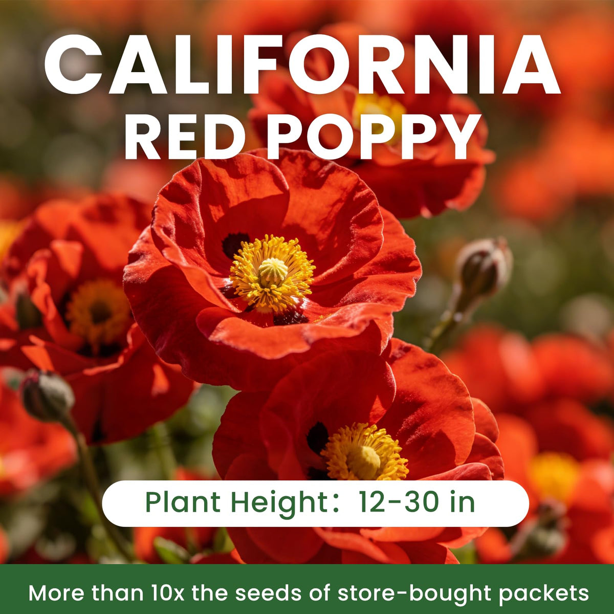 PLANTMEW seeds being planted to create a colorful, pollinator-friendly garden