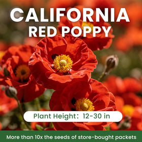 PLANTMEW seeds being planted to create a colorful, pollinator-friendly garden