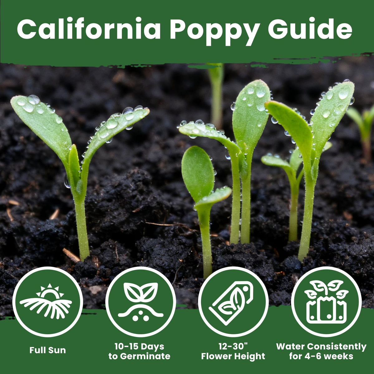 PLANTMEW open-pollinated seeds support natural gardening and biodiversity