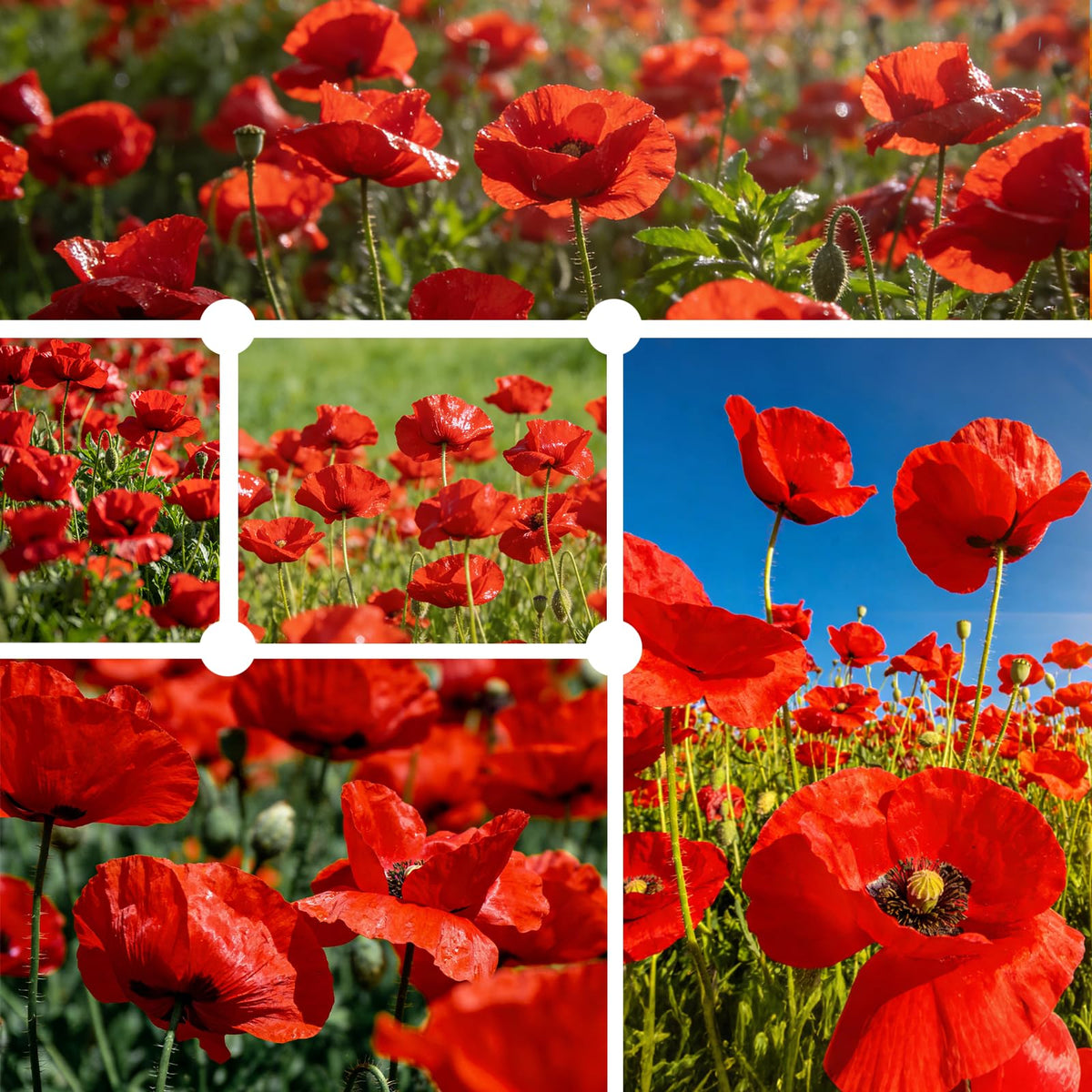 PLANTMEW California Poppy Seeds yield vibrant red blooms to attract pollinators