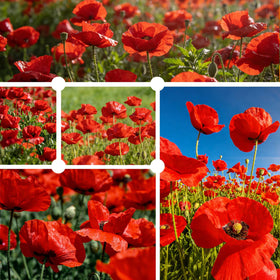 PLANTMEW California Poppy Seeds yield vibrant red blooms to attract pollinators