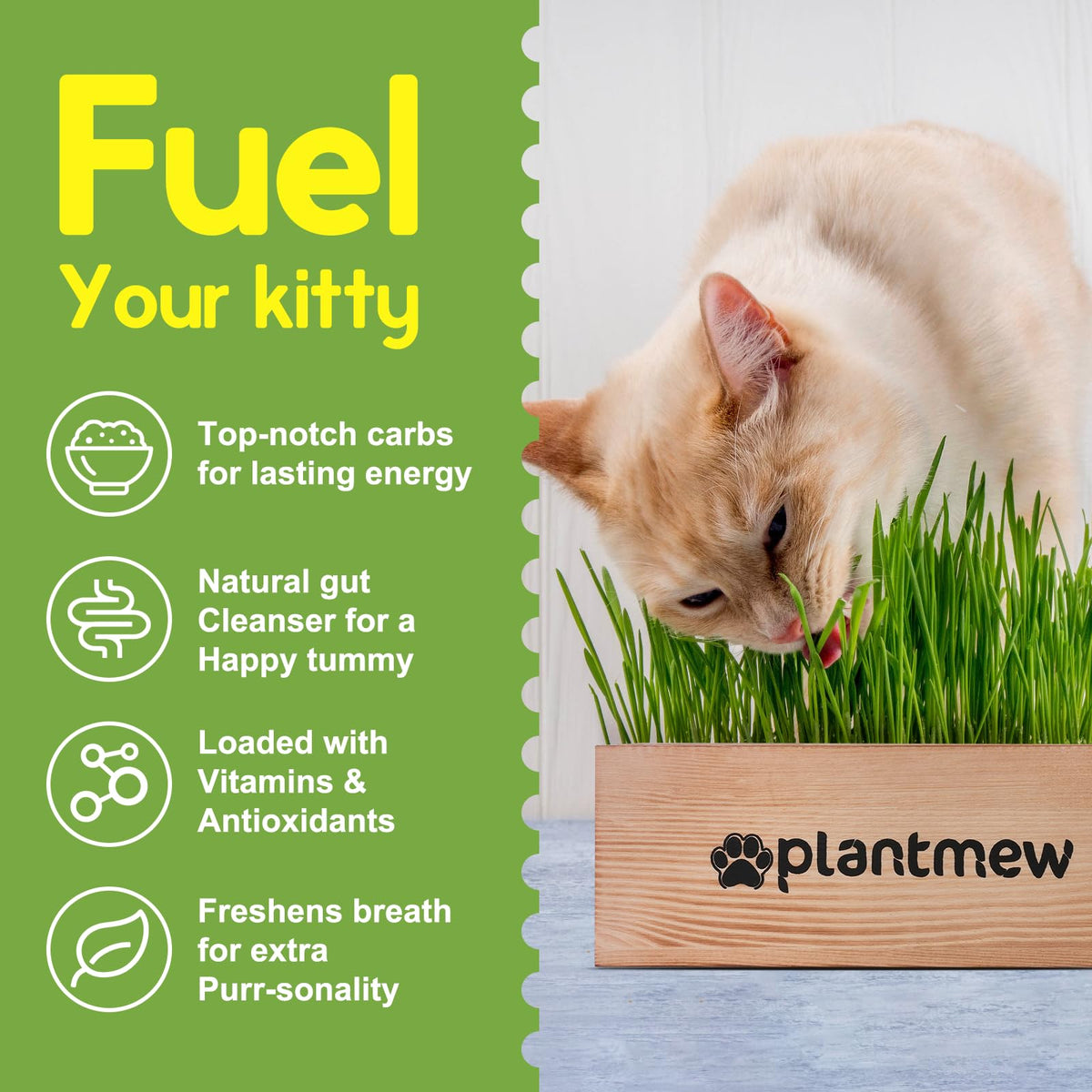 PLANTMEW Cat Grass Kit complete set displayed with planter and tools.