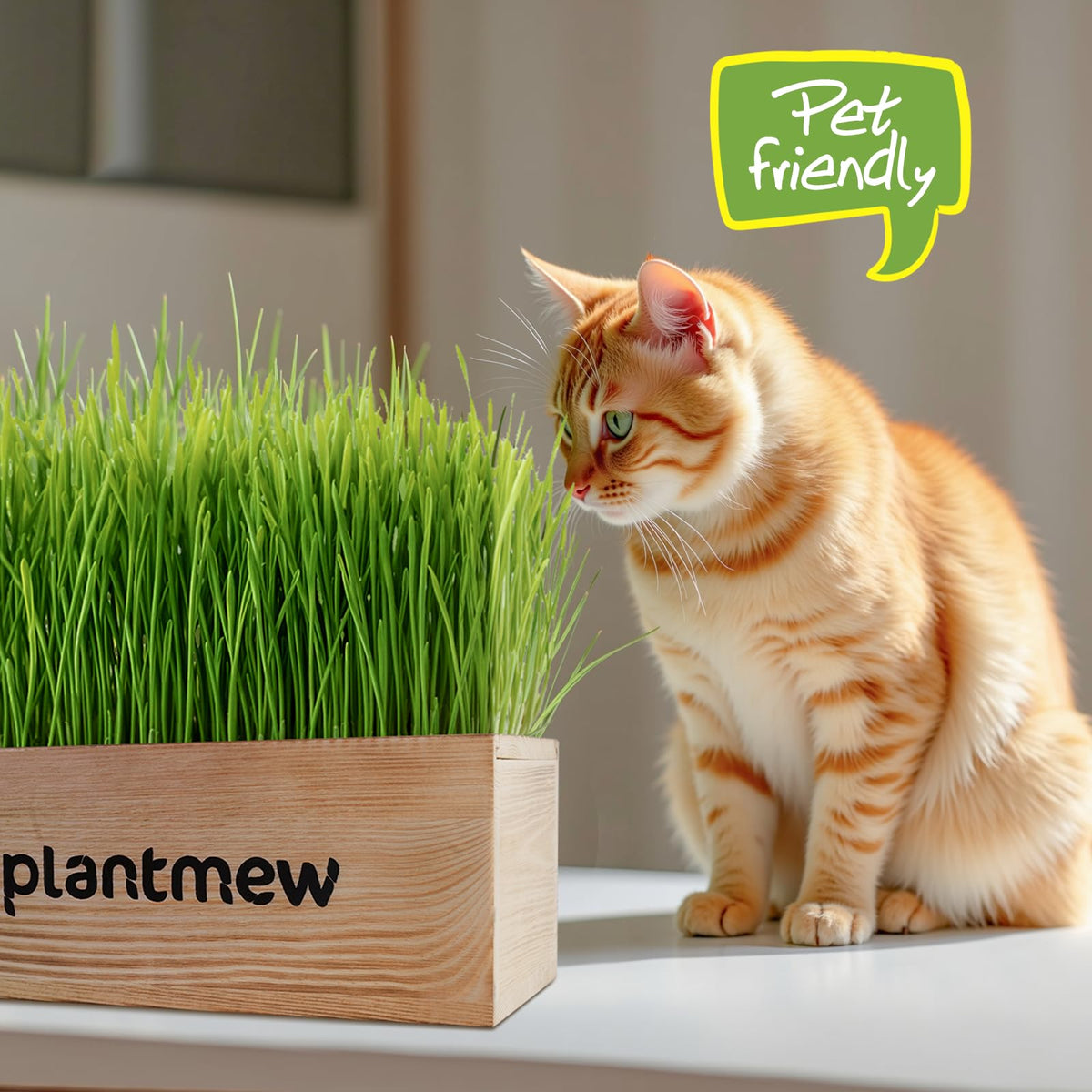 PLANTMEW Cat Grass Kit deters nibbling on houseplants and supports safe chewing.