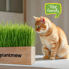 PLANTMEW Cat Grass Kit deters nibbling on houseplants and supports safe chewing.