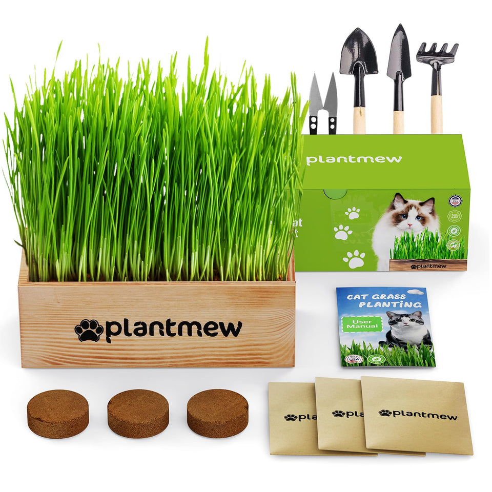 PLANTMEW Cat Grass Kit planter close-up with natural wood design for a tidy, pet-safe home.