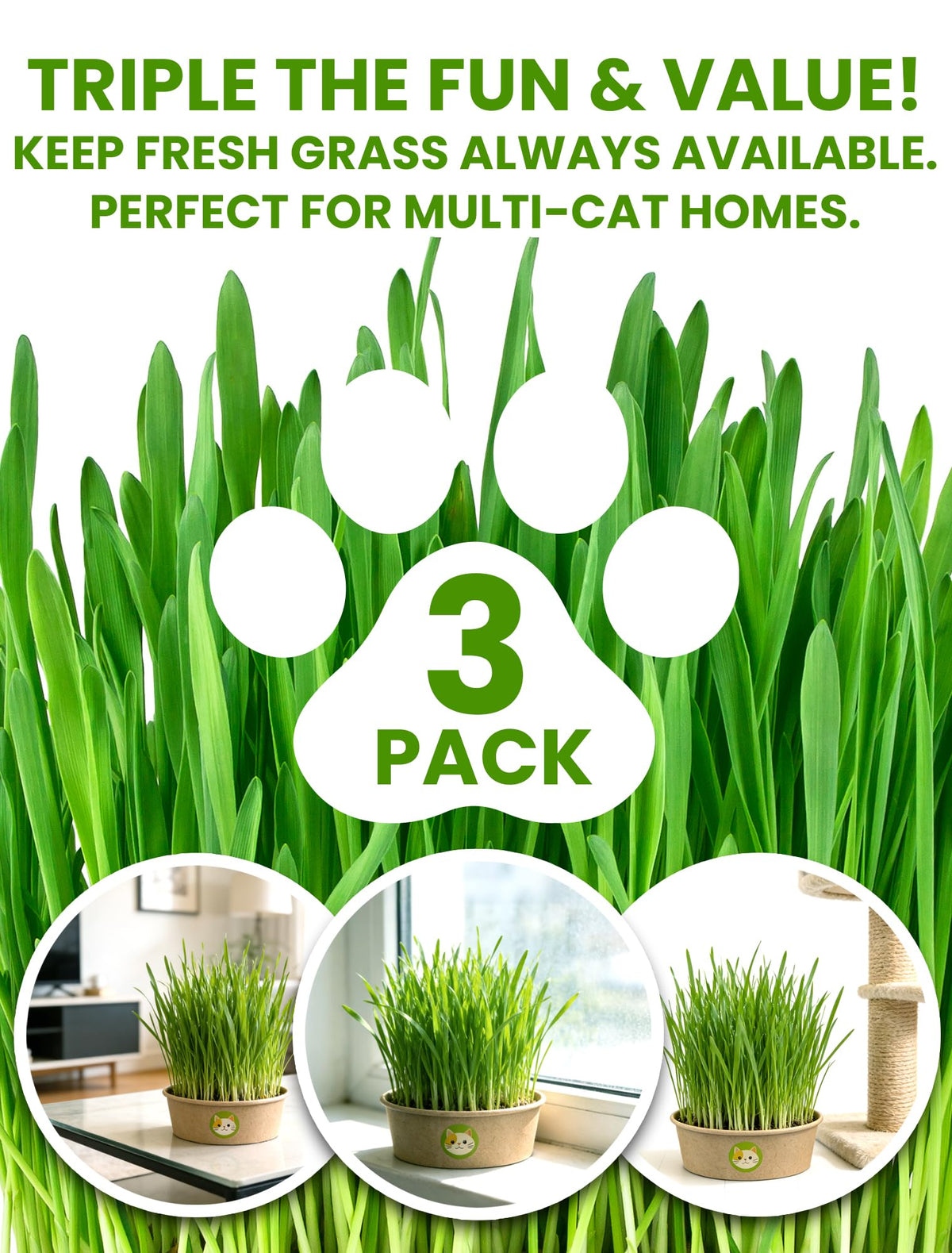 Wheatgrass seeds from PLANTMEW reach lush growth in 3–7 days.