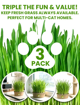 Wheatgrass seeds from PLANTMEW reach lush growth in 3–7 days.