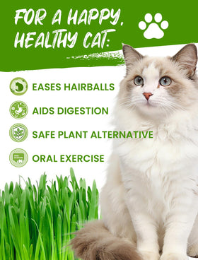 PLANTMEW seeds pack supports fast germination of cat grass.