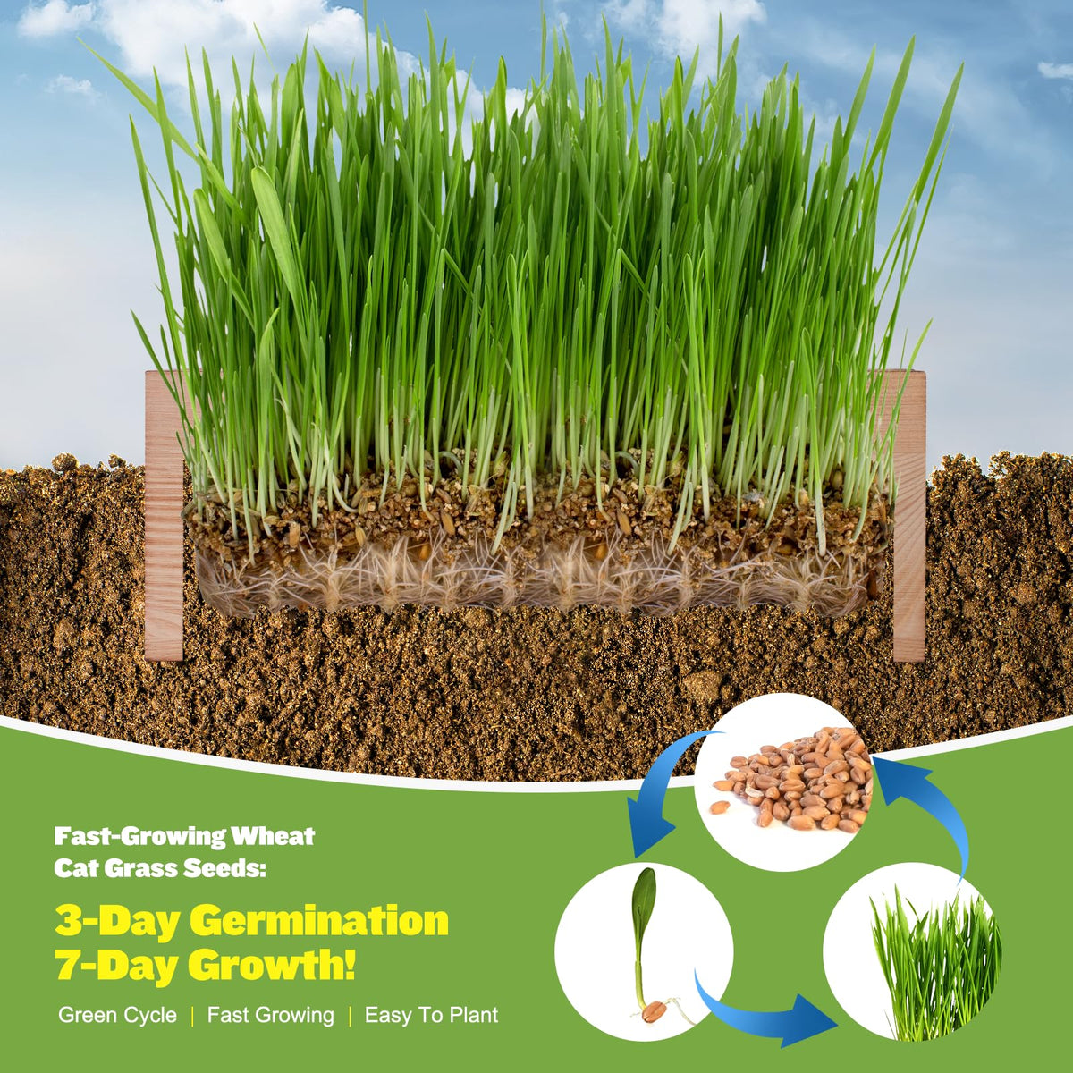 PLANTMEW Cat Grass Kit soil discs expanding coconut coir in action.
