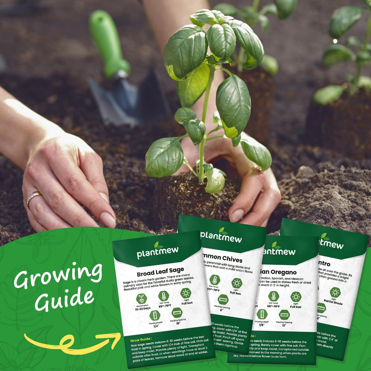 PLANTMEW Cilantro seeds pack ideal for salsas and garnishes