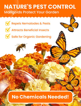PLANTMEW compact 6–10 inch marigold plants offer quick color.