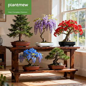 PLANTMEW complete bonsai starter kit enables quick home setup.