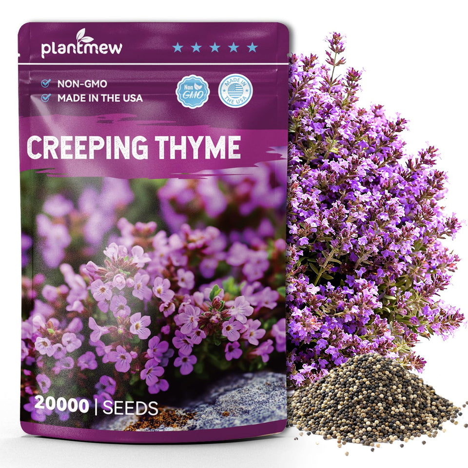PLANTMEW Creeping Thyme Seeds packaging ready to start a low maintenance ground cover