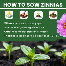 PLANTMEW cut flower zinnias offer long-lasting bouquets