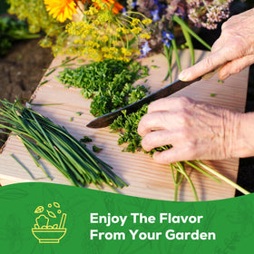 PLANTMEW Dill bouquet stem showing versatile seasoning