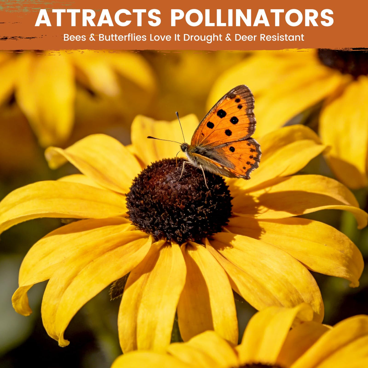 Drought-tolerant PLANTMEW plants thriving in full sun and varied soils