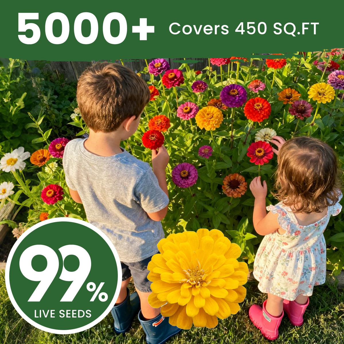 PLANTMEW drought-tolerant zinnias thrive in hot summers with low water
