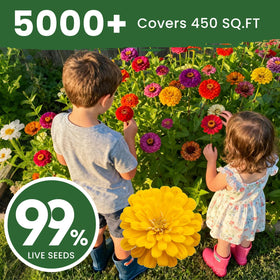PLANTMEW drought-tolerant zinnias thrive in hot summers with low water