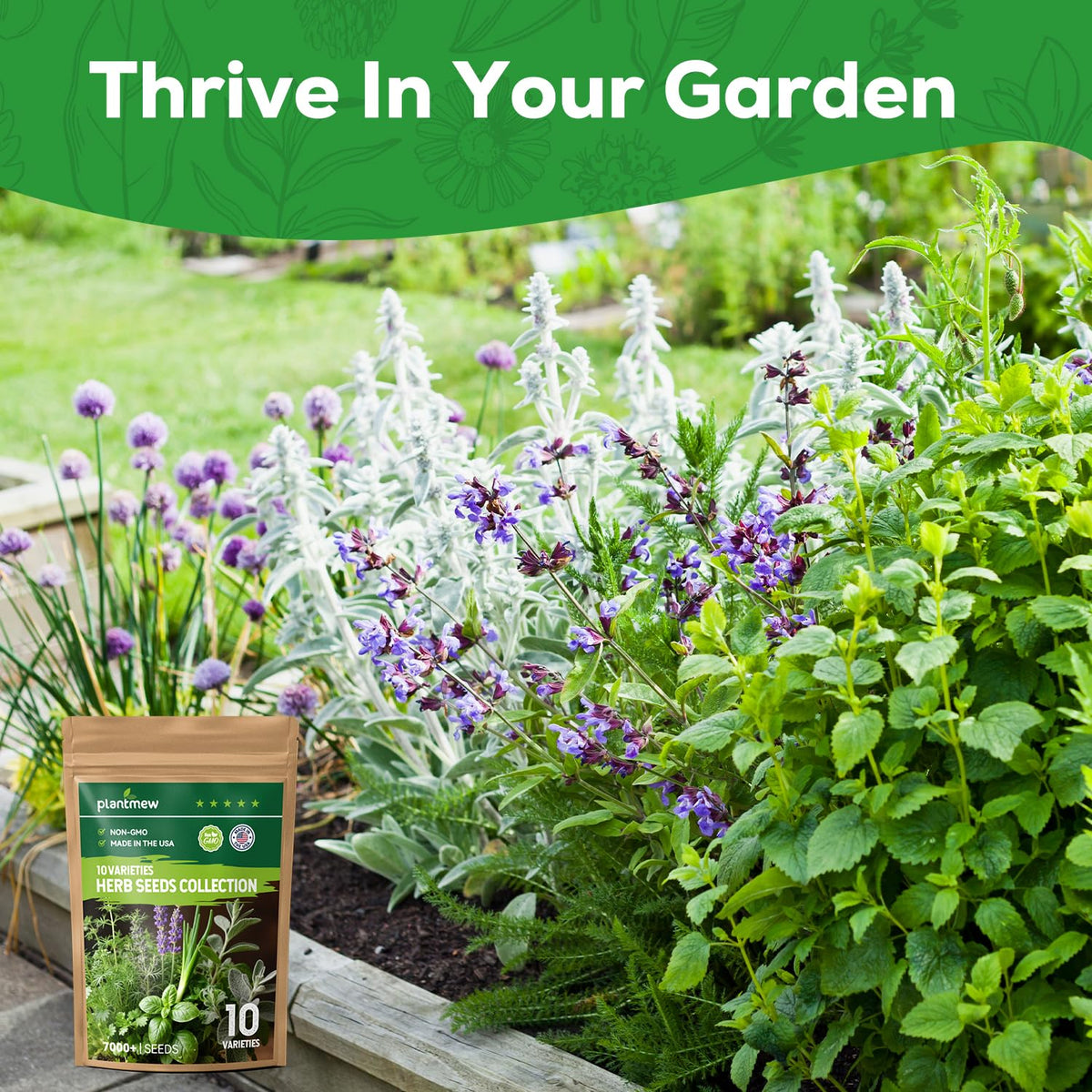 PLANTMEW English lavender bloom for fragrant uses