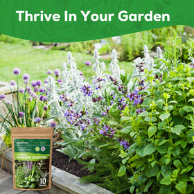 PLANTMEW English lavender bloom for fragrant uses