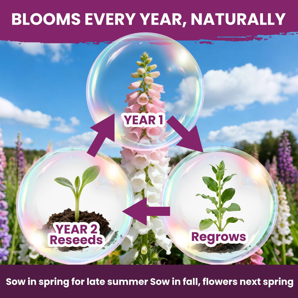 PLANTMEW foxglove border idea for cottage garden walls and edges.