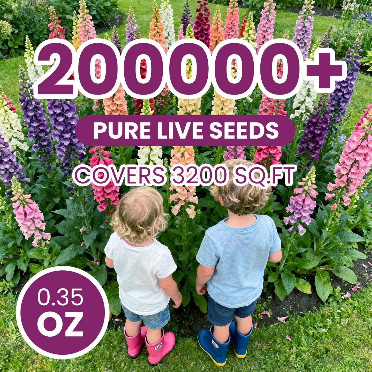 PLANTMEW foxglove attracts hummingbirds and bees for pollinator-friendly beds.