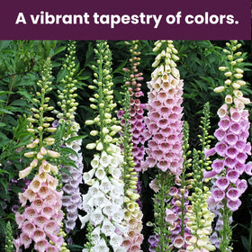 PLANTMEW foxglove tall spires in pink and white add dramatic garden height.